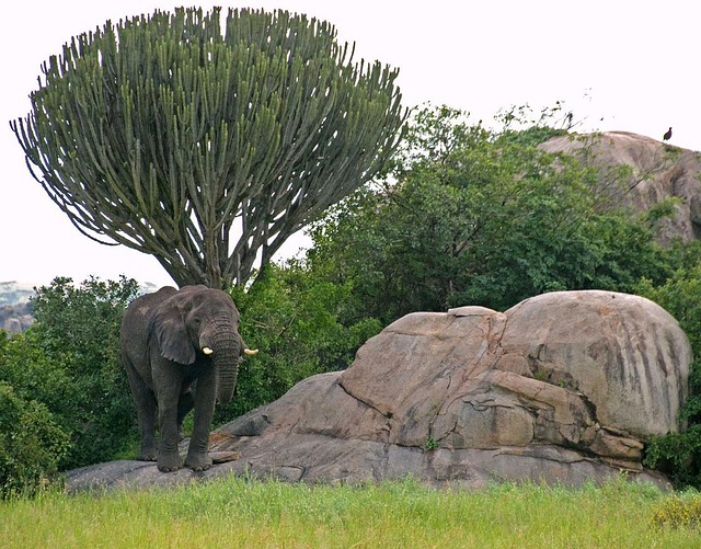 4 day tanzania northern circuit safari package